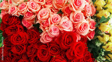 ROSES SIX VASED