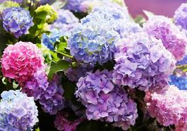 Potted Hydrangea